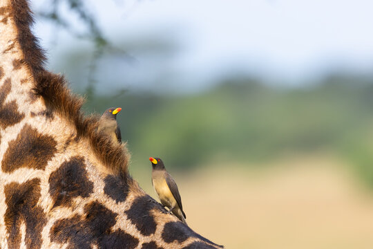Yellow billed oxpeckers resting on a giraffe's neck
