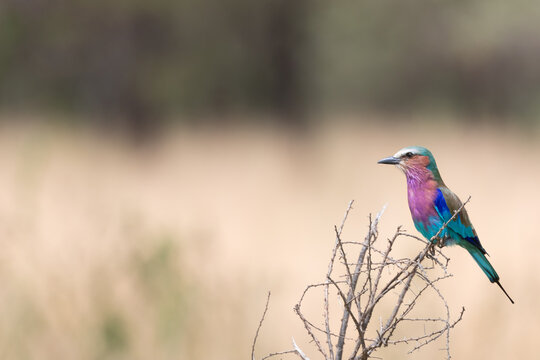 Lilac breasted roller bird perching on dry thorny bush