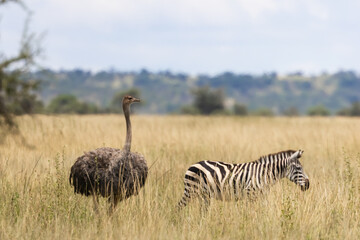 Naklejka premium Ostrich and zebra walking through African savanna grassland