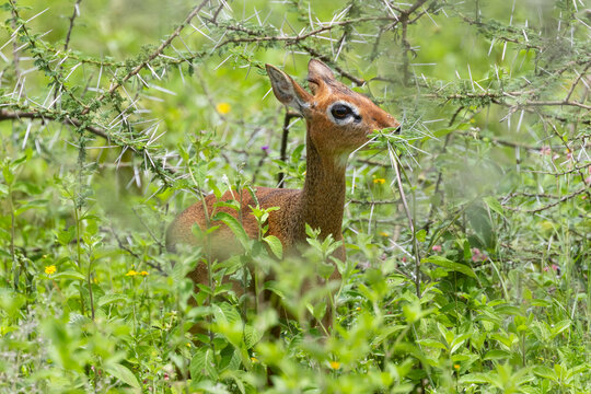 Dik dik antelope browsing thorny acacia in green bush