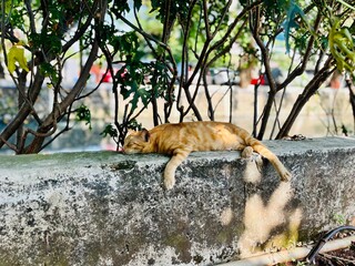 Sleeping cat in the park © koko_gaboes