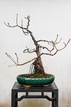 Bare branch prunus mume bonsai tree with flower buds and exposed roots in a green ceramic pot inside a traditional garden in Macau.