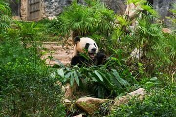 Giant panda ailuropoda melanoleuca eating green bamboo leaves next to palm trees inside the Macao Giant Panda Pavilion in Seac Pai Van Park. © Tatiana