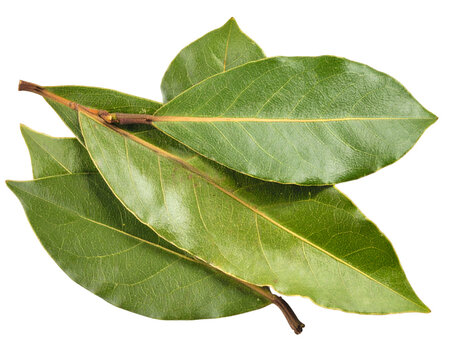 Bay leaves isolated on transparent background