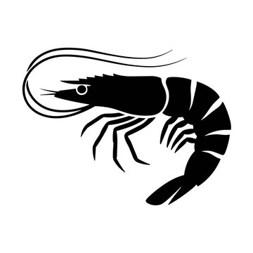 vector illustration of a shrimp