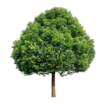 Dense Green Broadleaf Tree With Thick Trunk Isolated On White
