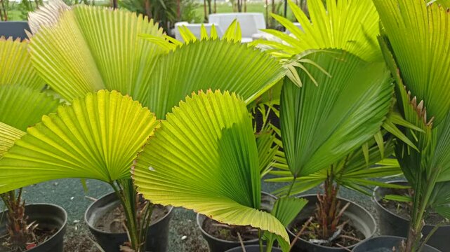 Licuala grandis, commonly known as the ruffled fan palm, displaying its characteristic large, rounded, pleated fan-shaped leaves. The ornamental palm is valued for its distinctive foliage and tropical