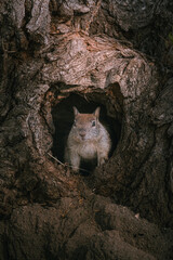 Squirrel Nest © Alex