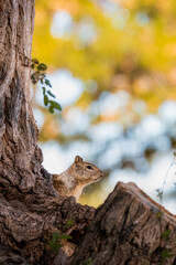 squirrel on tree © Alex