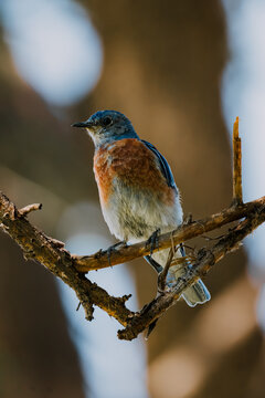 Blue Bird