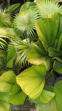 Licuala grandis, commonly known as the ruffled fan palm, displaying its characteristic large, rounded, pleated fan-shaped leaves. The ornamental palm is valued for its distinctive foliage and tropical