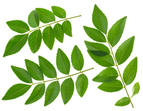 Curry leaves isolated on transparent background
