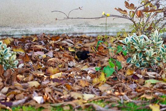 Wien, Wien, Austria - November 4th 2025: A Common Blackbird studies the photographer from a flowerbed covered in fallen leaves.