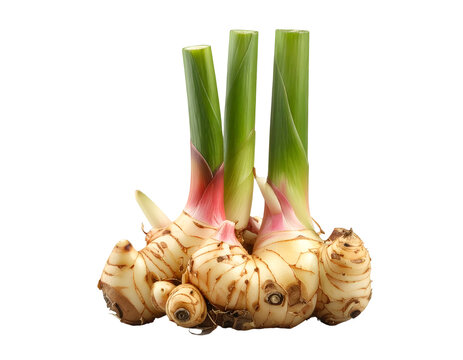 Galangal root isolated on transparent background