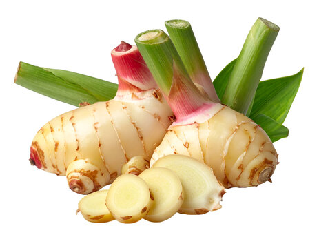 Galangal root isolated on transparent background
