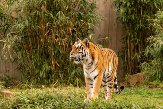 Prowling Tiger with Fangs Showing