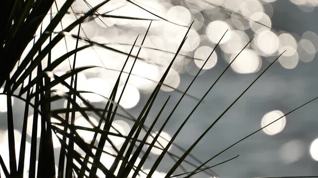 Palm fronds silhouetted against sparkling ocean water creating a dreamy bokeh effect