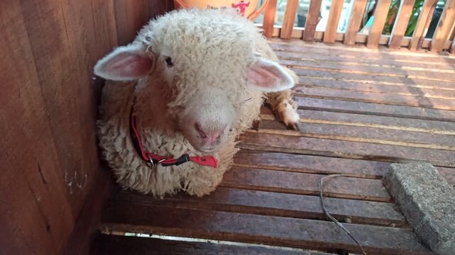 A cute Merino sheep (Ovis aries) characterized by its dense, fine, and tightly curled fleece. The animal represents the distinctive wool-producing characteristics of the Merino breed and its gentle ap