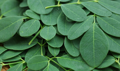 Fototapeta premium Harvested green moringa oleifera leaves