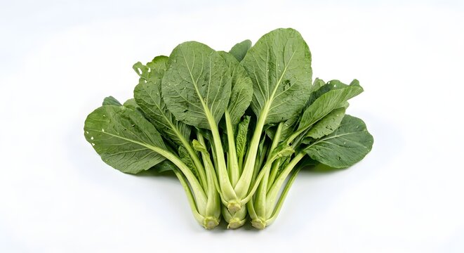 Fresh raw organic green bok choy cabbage bunch isolated on a white background for healthy cooking