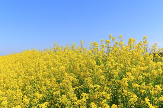 鮮やかな黄色の菜の花畑と青空（日本宮城県）