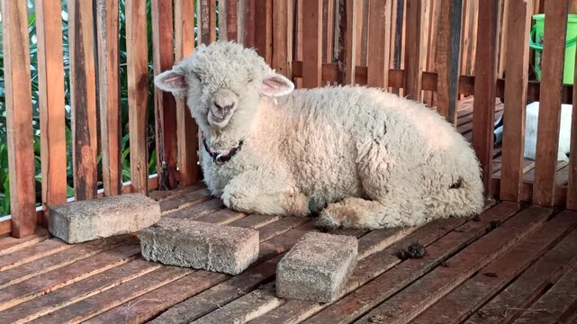 A cute Merino sheep (Ovis aries) characterized by its dense, fine, and tightly curled fleece. The animal represents the distinctive wool-producing characteristics of the Merino breed and its gentle ap