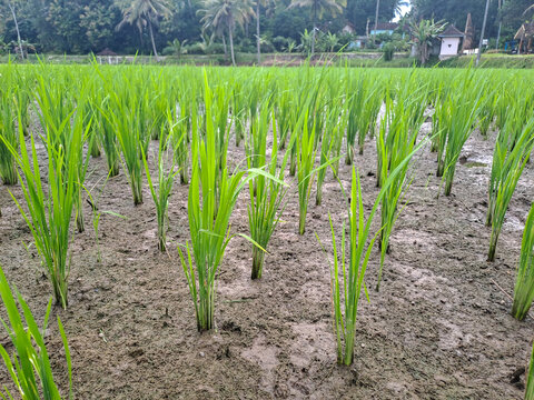 Green young rice seedlings growing in the paddy field.	