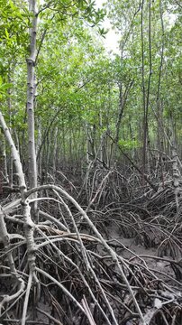 Dense Mangrove Woodland of Tall Stilt Roots and Canopies Featuring Xylocarpus and Rhizophora Species (Vertical Footage)
