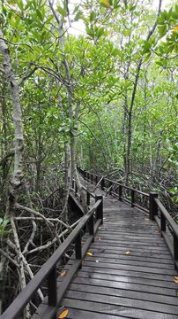 Dense Mangrove Woodland of Tall Stilt Roots and Canopies Featuring Xylocarpus and Rhizophora Species (Vertical Footage)