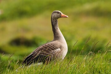 The greylag goose (Anser anser) is a species of large goose in the waterfowl family Anatidae and the type species of the genus Anser. © Mariusz