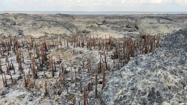 Breathing roots (pneumatophores) of the mangrove species Sonneratia sp. emerging from crevices in sandy rocks at the shoreline.