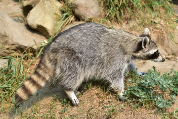 raccoon walking around © Josh