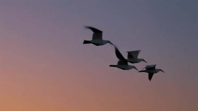 Seagulls Flying in Sunset Sky Silhouette, Birds in Flight Over Ocean Horizon