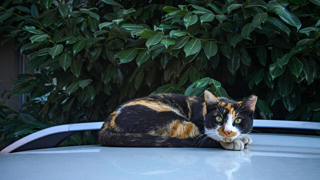 cat on the roof
