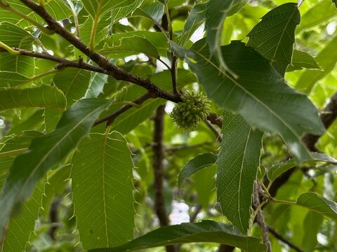 夏、青いどんぐりをつけたクヌギ