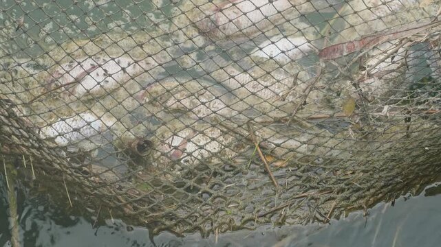 Fishing net trapping and collecting dead fish carcasses floating in polluted water for environmental cleanup.