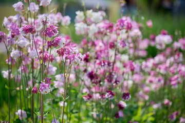 Obraz premium Delicate pink and purple columbine flowers blooming in a sunny spring garden field