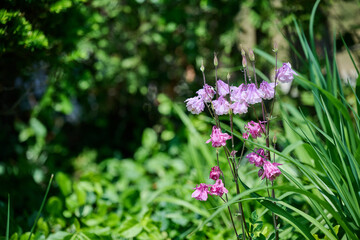 Fototapeta premium Pink columbine flowers blooming on the right side with copy space on green nature background