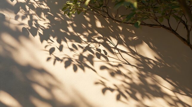 shadow overlay effects of realistic abstract natural tree leaves shadow on wall background,Summer sunlight dappled shadow overlay effect,abstract branch shadow.p,abstract shadow background with branch