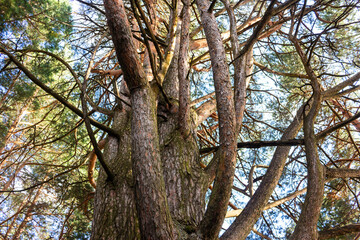Obraz premium Low-angle view of an old rugged pine tree trunk with intricate twisting branches reaching towards the clear sky, showcasing textured bark and wild natural growth in the forest