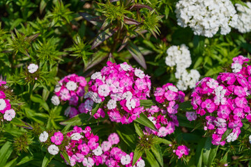 Obraz premium Pink and white Sweet William flowers blooming in a lush sunny garden