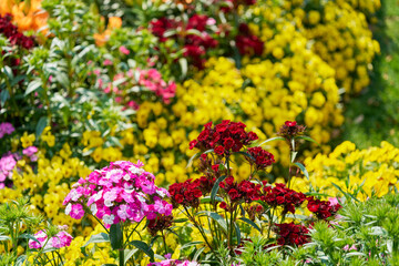 Obraz premium Red and pink Sweet William flowers blooming in a colorful sunny garden