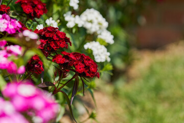 Obraz premium Red Sweet William flowers blooming with soft garden copy space
