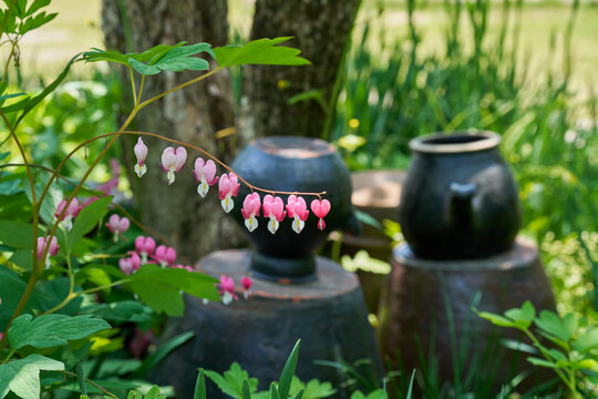 Pink bleeding heart flowers blooming beside traditional earthenware jars in a garden