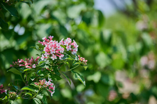 Pink and white abelia flowers blooming with green foliage and copy space