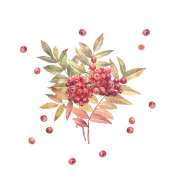 Watercolor autumn branch ashberry with leaves and red berry isolated on white background. Forest nature plant with foliage. Clipart with rowan for halloween card. Wallpaper or wrapping or sketchbook