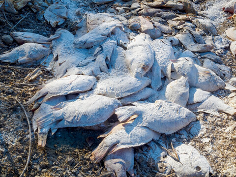 Dead tilapia fish carcasses covered with white lime powder for odor control and disinfection after mass fish kill event.