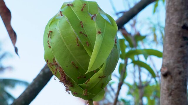 Red ants building nest by weaving green mango leaves together in natural environment.Oecophylla smaragdina