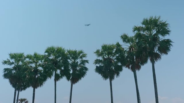 Row of tall Asian palmyra palm trees standing against clear blue sky with a bird flying in rural Thailand.