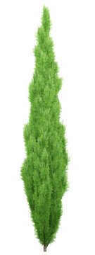 Italian Cypress Isolated PNG, Slender Fastigiate Conifer, Transparent Background